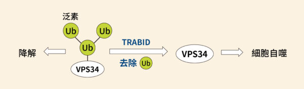 TRABID 可以去除 VPS34 上面的泛素分支（K29、K48），促進細胞自噬作用。圖│研之有物（資料來源│陳瑞華