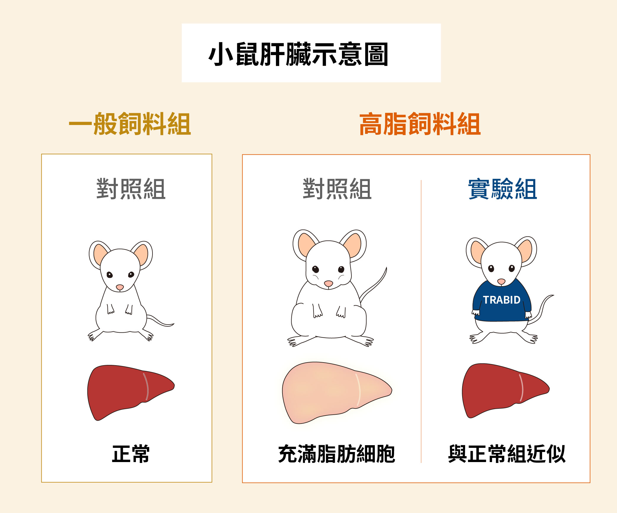 餵食高脂肪飼料之後，對照組與實驗組小鼠的肝臟示意圖。圖│研之有物（資料來源│陳瑞華）