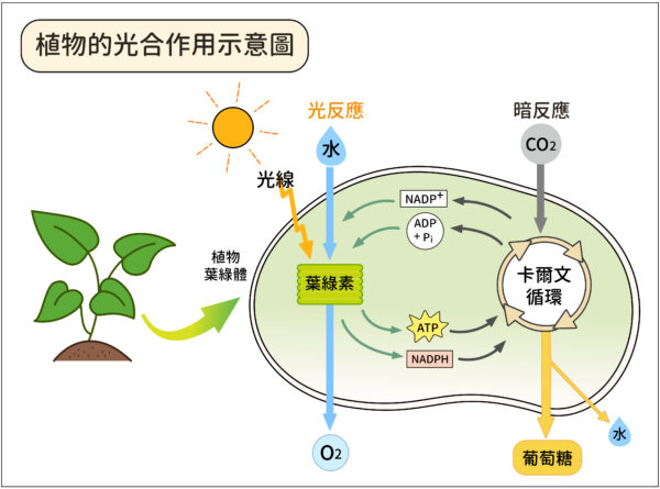 植物行光合作用即是大自然的固碳系統之一，光反應將光能變成化學能，再將化學能用來固定二氧化碳，最終產生葡萄糖。圖│研之有物