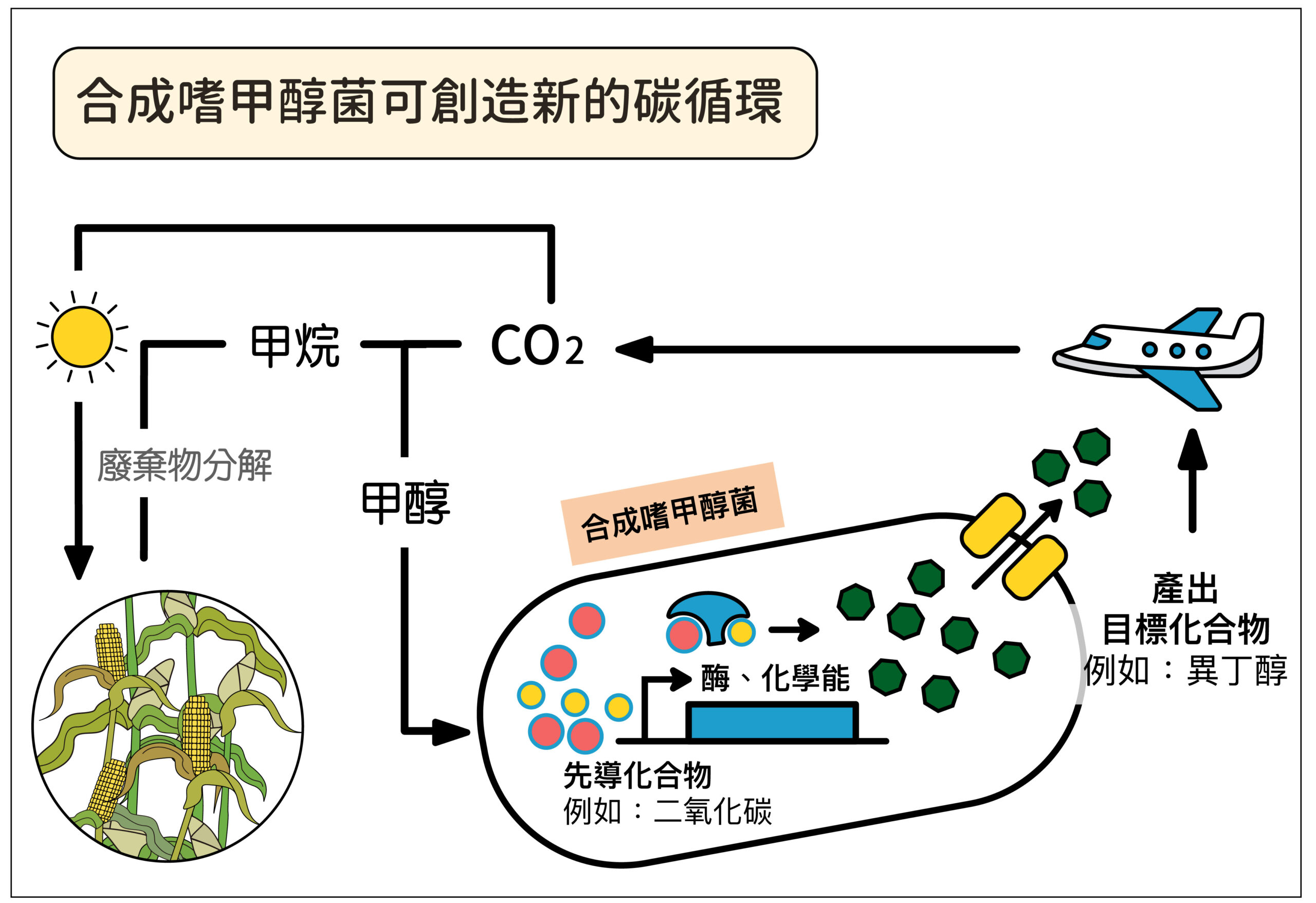 廖俊智團隊改造大腸桿菌的代謝路徑，使其以甲醇為唯一的食物來源（碳源），將溫室氣體轉化成的甲醇，變成可再利用的燃料（例如：異丁醇）。圖│研之有物（資料來源│廖俊智）