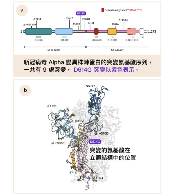圖 a 顯示新冠病毒 Alpha 變異株棘蛋白的突變氨基酸序列，一共有 9 處突變， D614G 突變以藍色表示。圖 b 顯示突變的氨基酸在立體結構中的位置。圖│Nature Structural & Molecular Biology