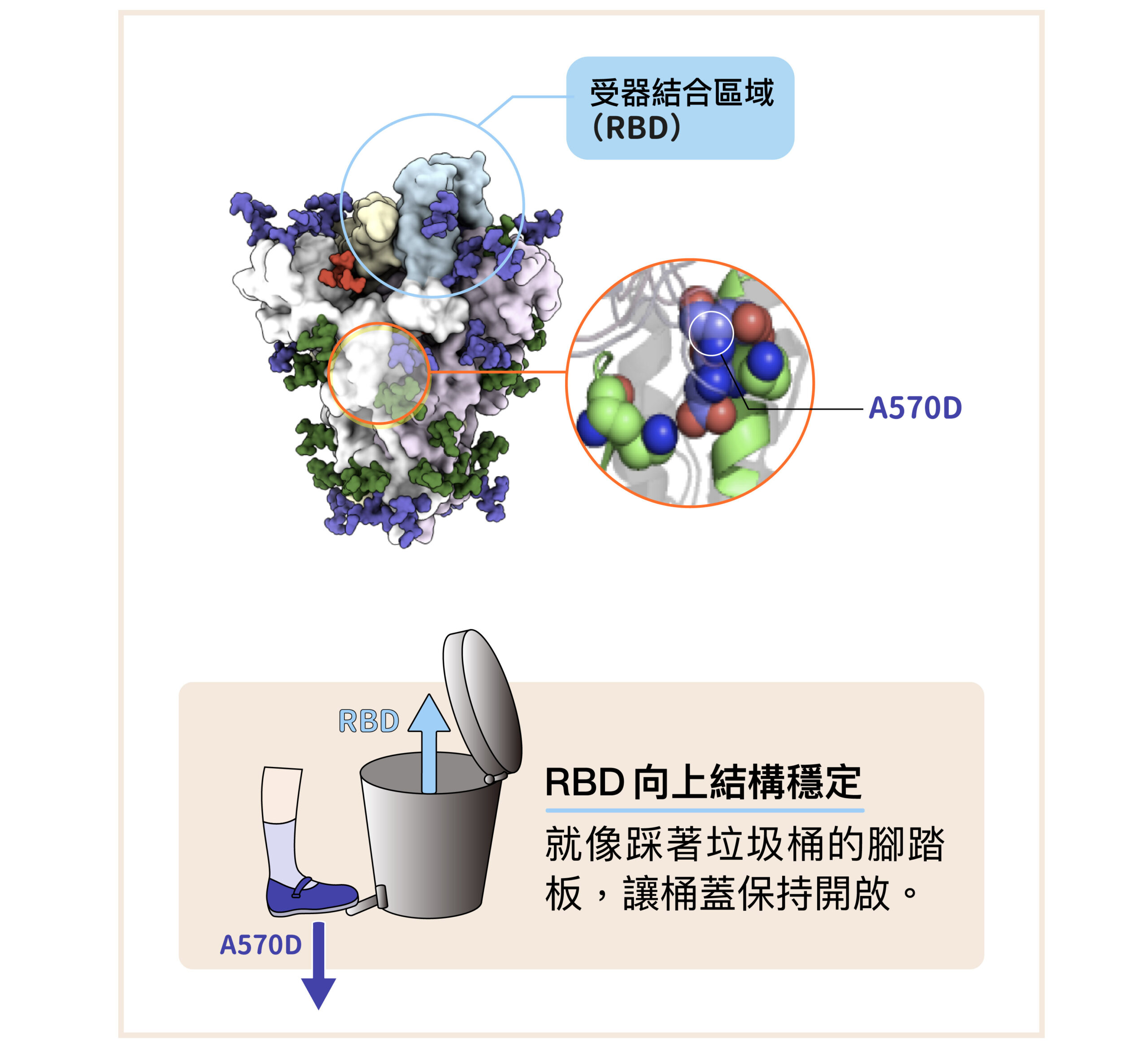 新冠病毒 Alpha 株棘蛋白的「A570D 突變」，會改變棘蛋白內部的空間，讓「RBD 向上」的結構更加穩定，就像踩著垃圾桶的腳踏板，讓桶蓋保持開啟。圖│研之有物（資料來源│徐尚德）