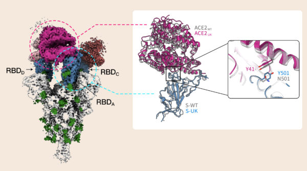 新冠病毒 Alpha 株棘蛋白的「N501Y 突變」，讓 RBD 的氨基酸與宿主細胞受器 ACE2 形成「π–π stacking」鍵結，大幅提升棘蛋白對宿主細胞的親合力。圖│Nature Structural & Molecular Biology