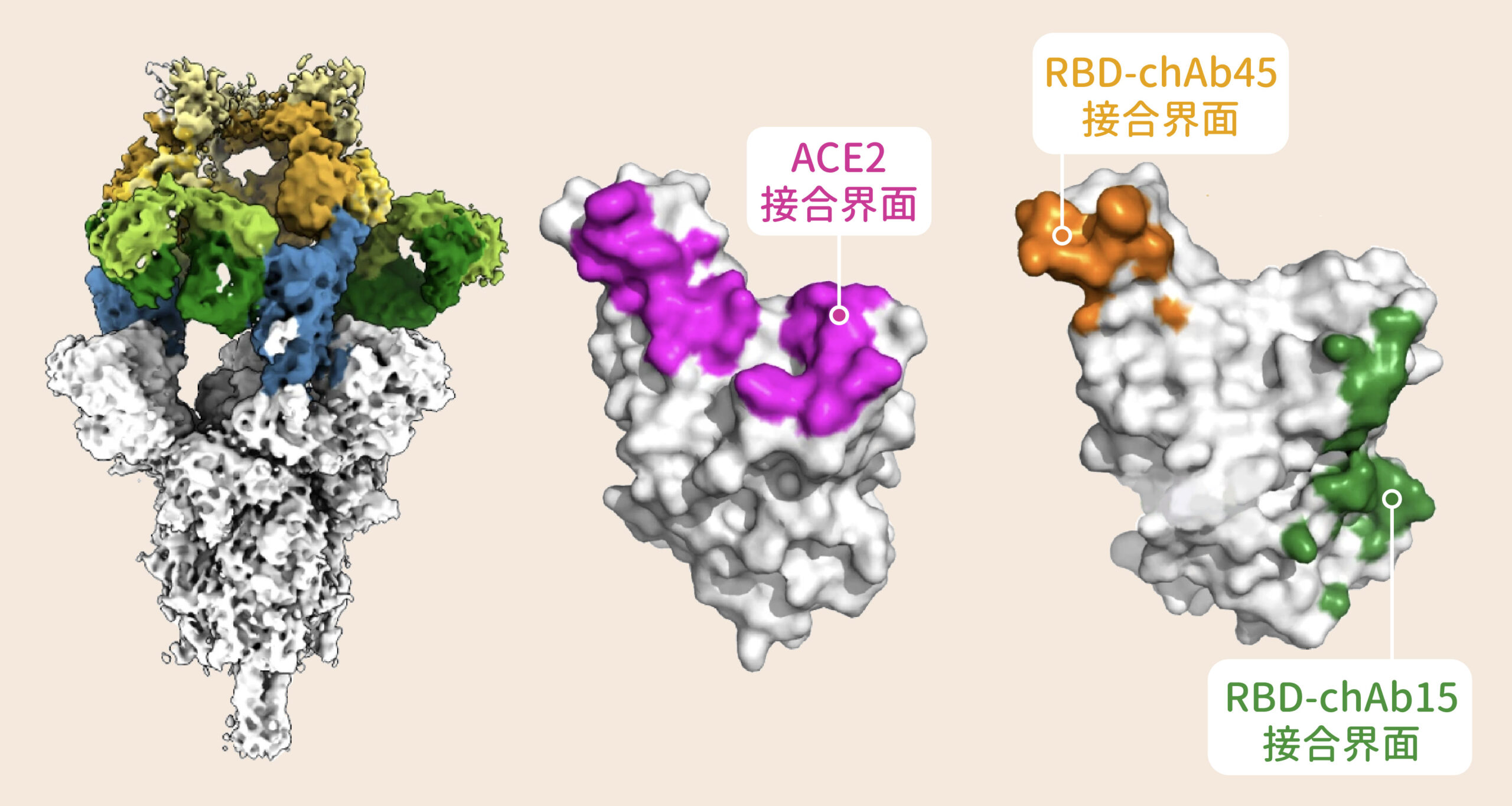 雖然新冠病毒 Alpha 株的棘蛋白表面讓某些抗體難以附著，還好仍有兩款抗體 chAb15（綠色）、chAb45（黃色）能有效「卡住」棘蛋白，干擾棘蛋白與宿主細胞結合。抗體 chAb15、chAb45 附著的位置，正好就是棘蛋白與宿主細胞結合的地方。圖│Nature Structural & Molecular Biology