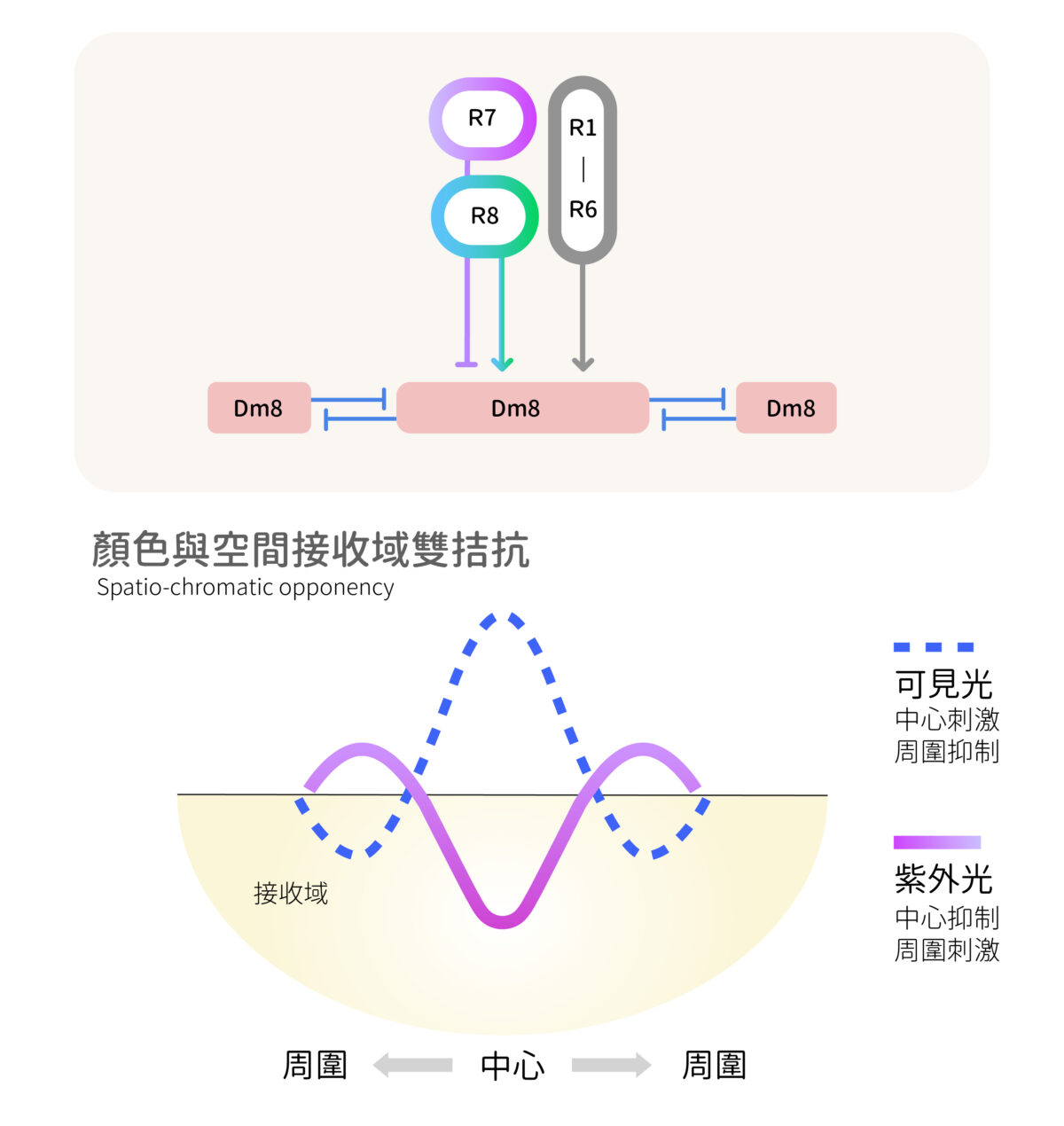 李奇鴻實驗室所發現的顏色及空間接受域雙拮抗神經迴路（詳如內文）