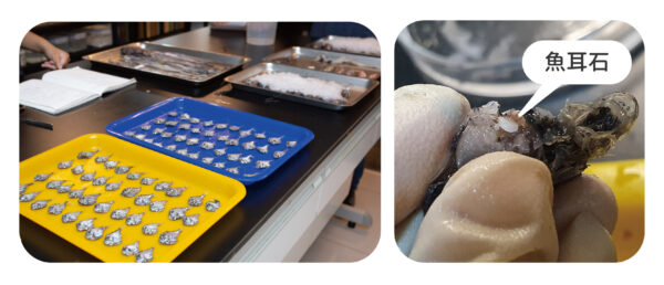 林千翔實驗室人員展示取出魚耳石的過程，魚耳石是硬骨魚類耳朵裡的石頭。 圖│研之有物
