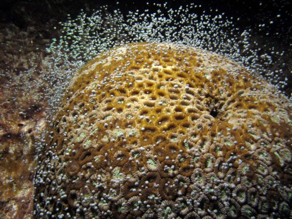 野澤洋耕的團隊在臺灣綠島進行長期觀察和研究，終於發現珊瑚同步產卵的關鍵因素。珊瑚繁殖季（南臺灣約 4-6 月）滿月過後，日落到月昇之間的黑暗期觸發了珊瑚產卵的條件。圖片為正在產卵的環菊珊瑚。圖│林哲宏