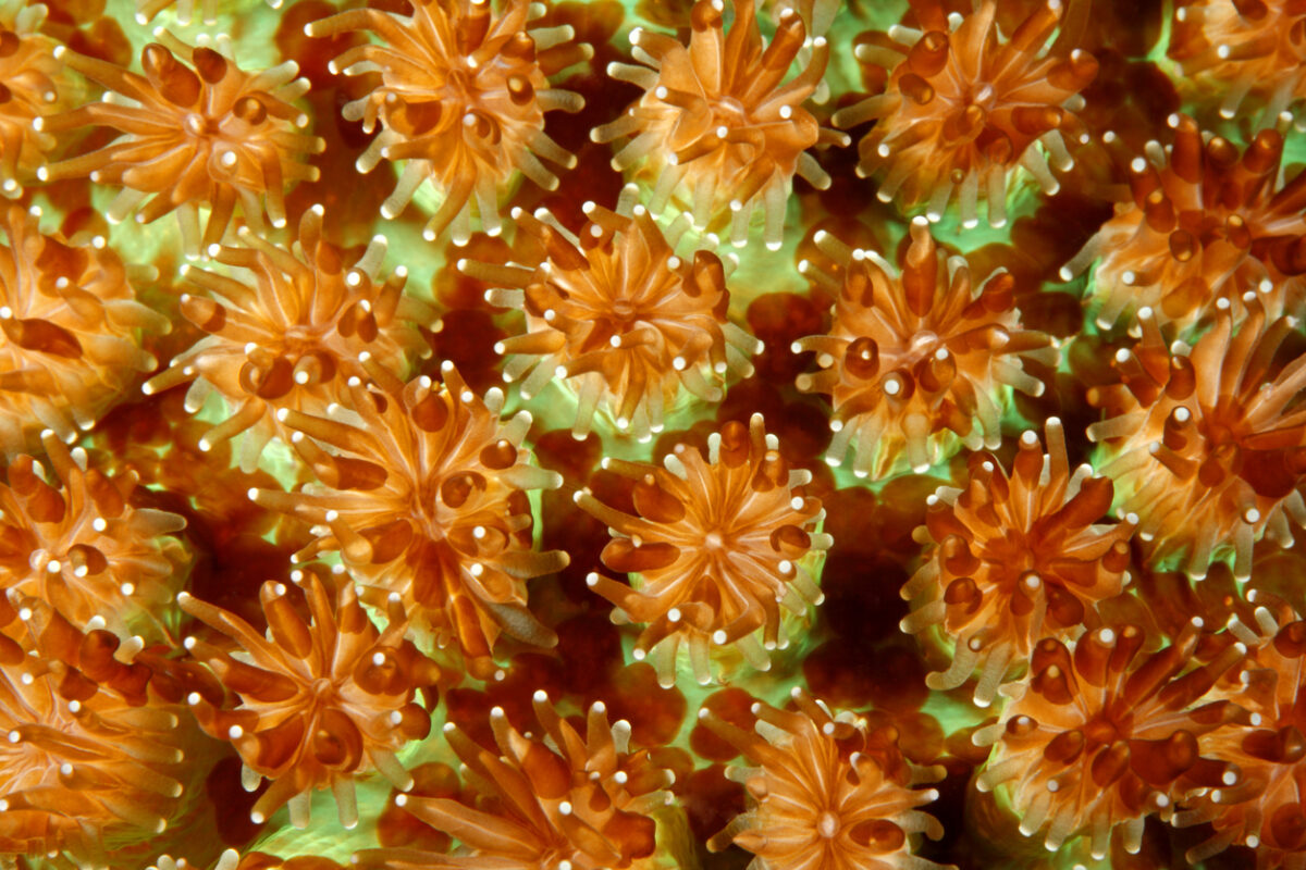 造礁珊瑚（又稱石珊瑚）的珊瑚蟲聚落，最初都是從一隻珊瑚蟲開始，透過緩慢持續的生長過程，才逐漸長成我們看到的珊瑚礁。 圖│iStock