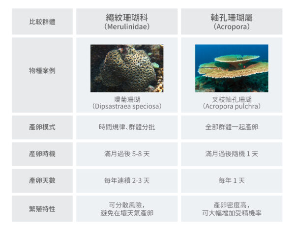 繩紋珊瑚科　vs　軸孔珊瑚屬 圖│研之有物（資料來源：Wikipedia、iStock）