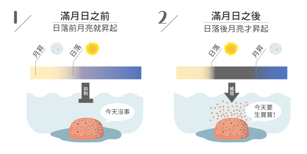 研究團隊經過長年自然觀察以及實驗條件的控制，終於找出珊瑚同步產卵的秘密，關鍵就在繁殖季的滿月日之後的黑暗期。圖1顯示滿月日之前，月光會抑制珊瑚產卵，圖2顯示滿月日之後，日落月昇中間的黑暗期，觸發了珊瑚產卵的條件。 圖│PNAS