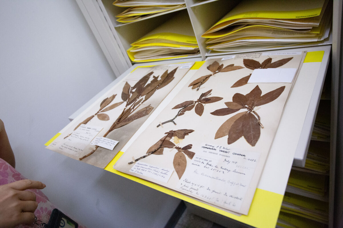 與英國愛丁堡皇家植物園交換的杜鵑花標本，由著名植物獵人 George Forrest 於 1918 年採集自中國西南部地區。 圖｜研之有物
