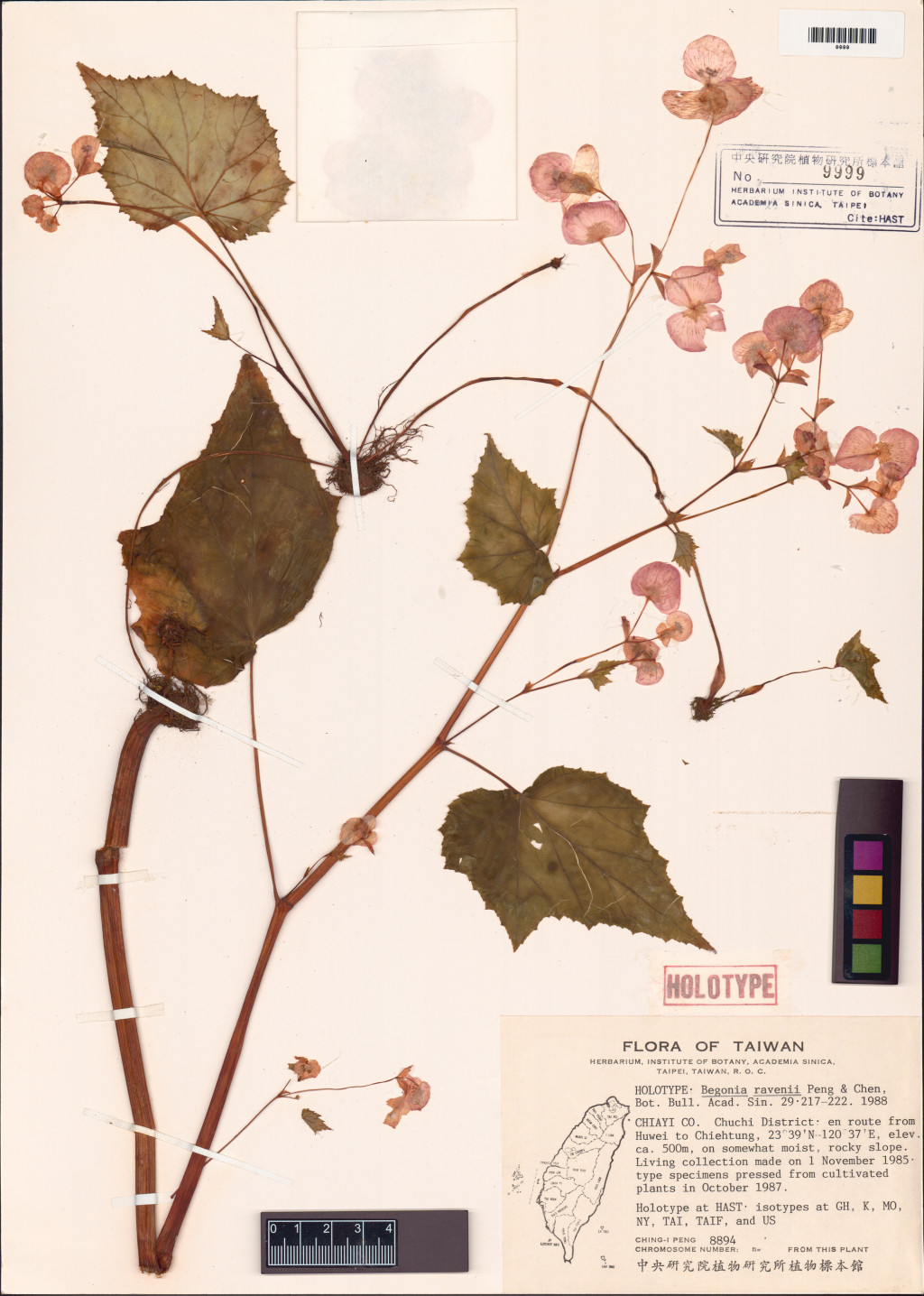 岩生秋海棠正模式標本 圖｜生物多樣性研究博物館植物標本館