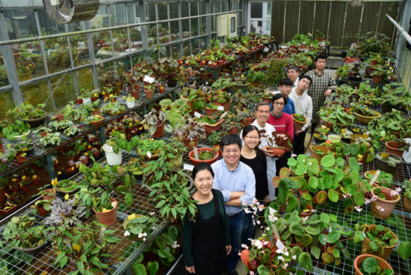 中研院溫室種植超過 600 種秋海棠。 圖｜生物多樣性研究博物館植物標本館