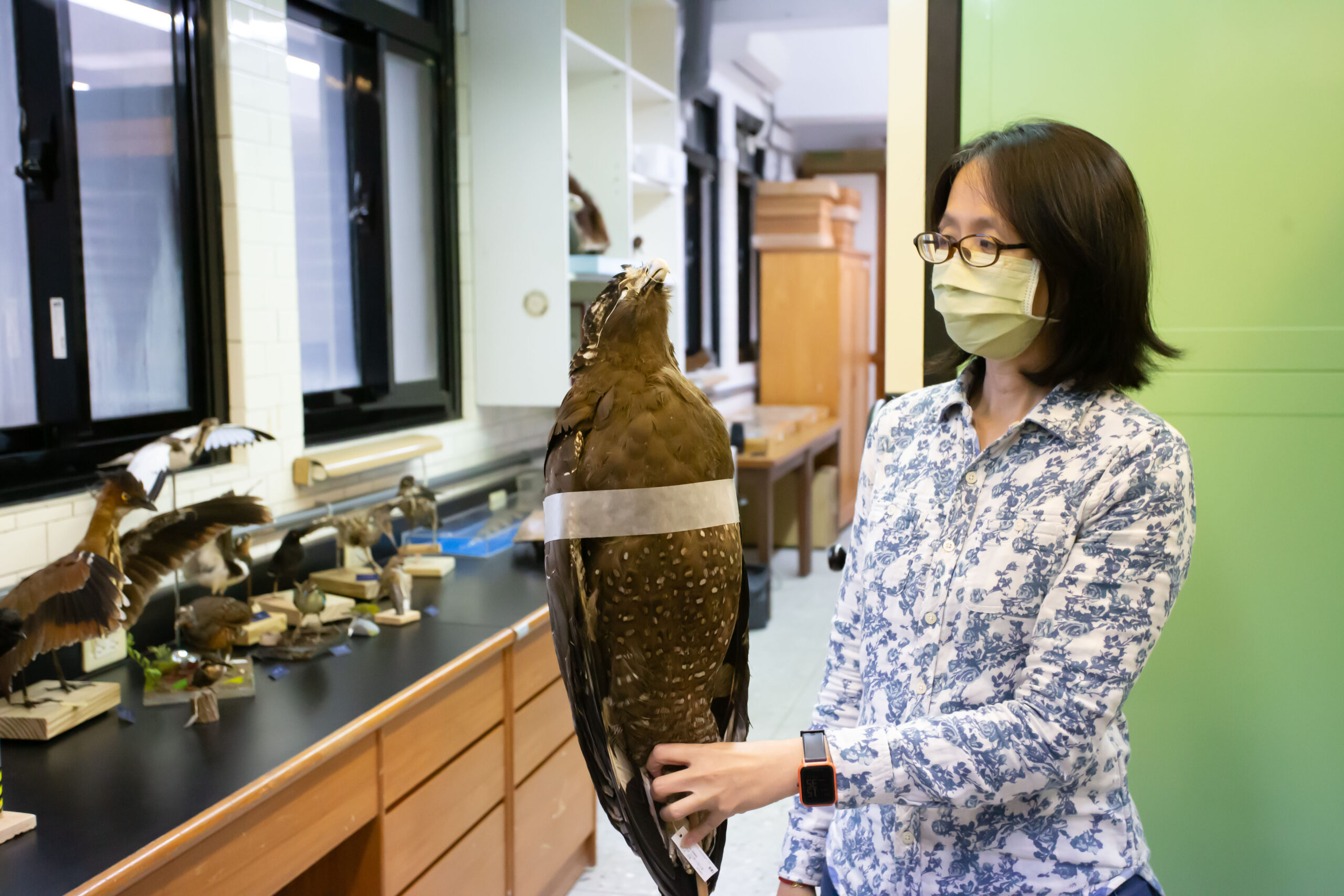 動物乾製標本典藏室，薛孟旻經理正在介紹大冠鷲標本。 圖｜研之有物