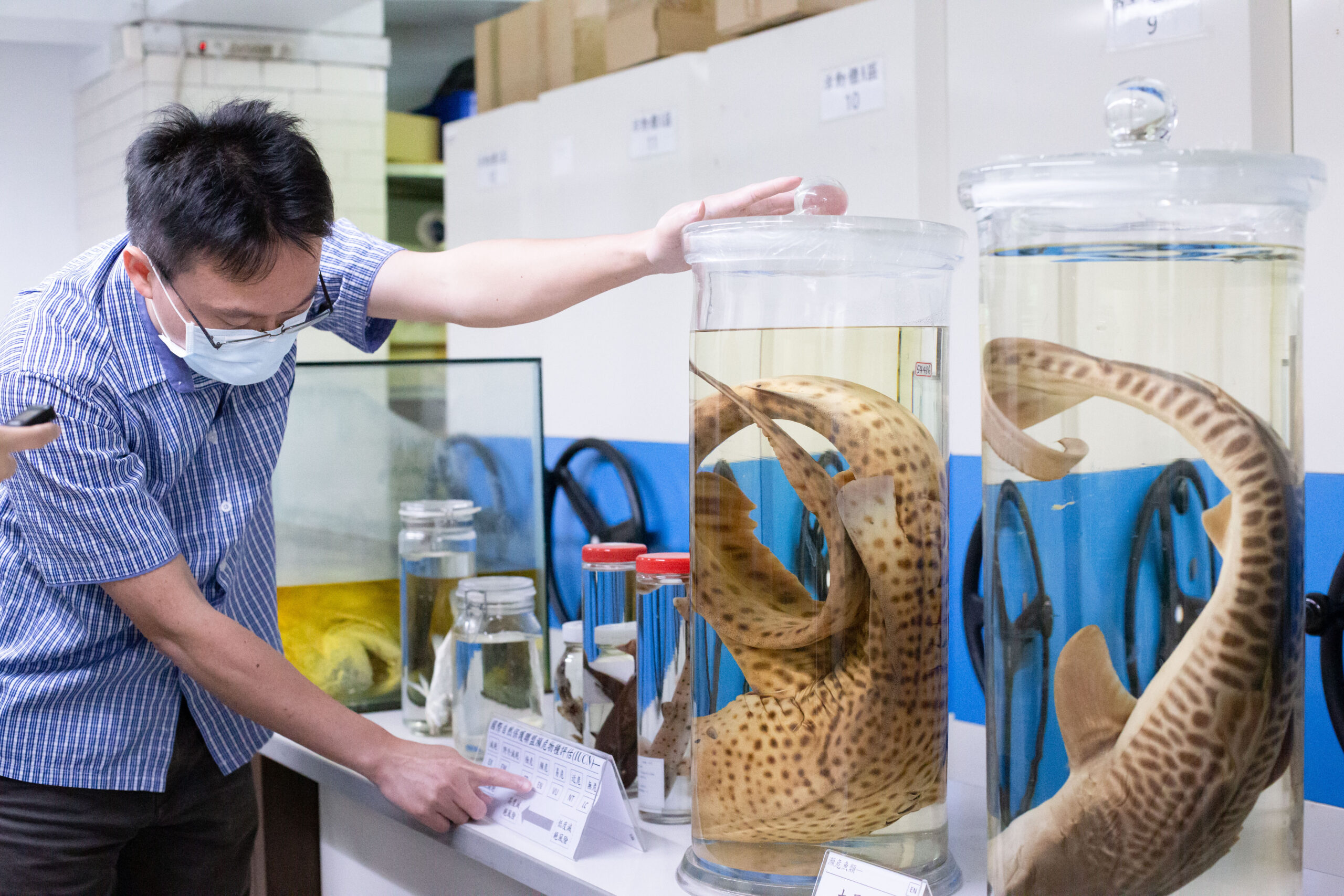 魚類標本典藏庫，黃世彬博士正在介紹大尾虎鯊標本。 圖｜研之有物