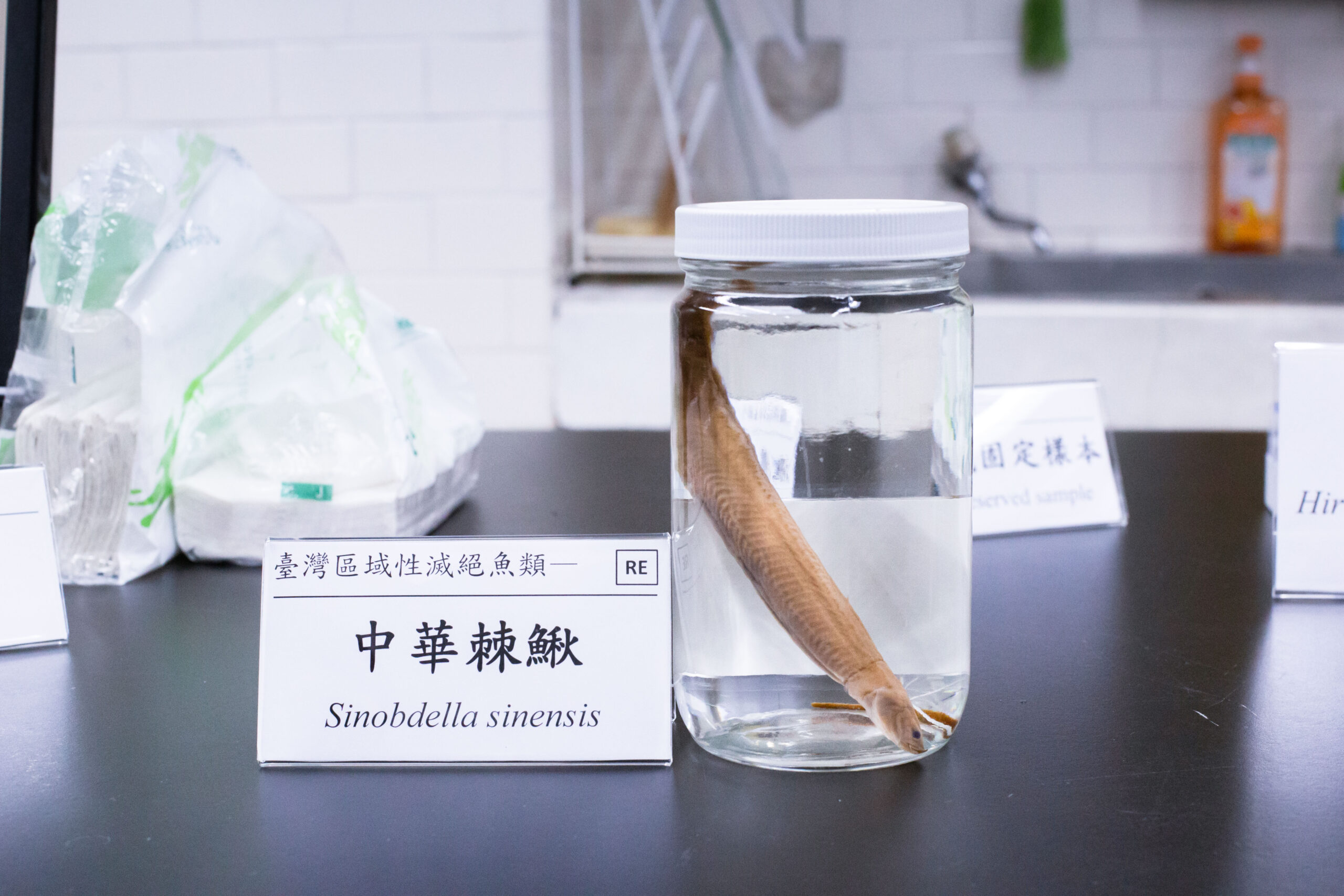 中研院保存之中華棘鰍標本，是國內已知最後一筆採集紀錄。 圖｜研之有物