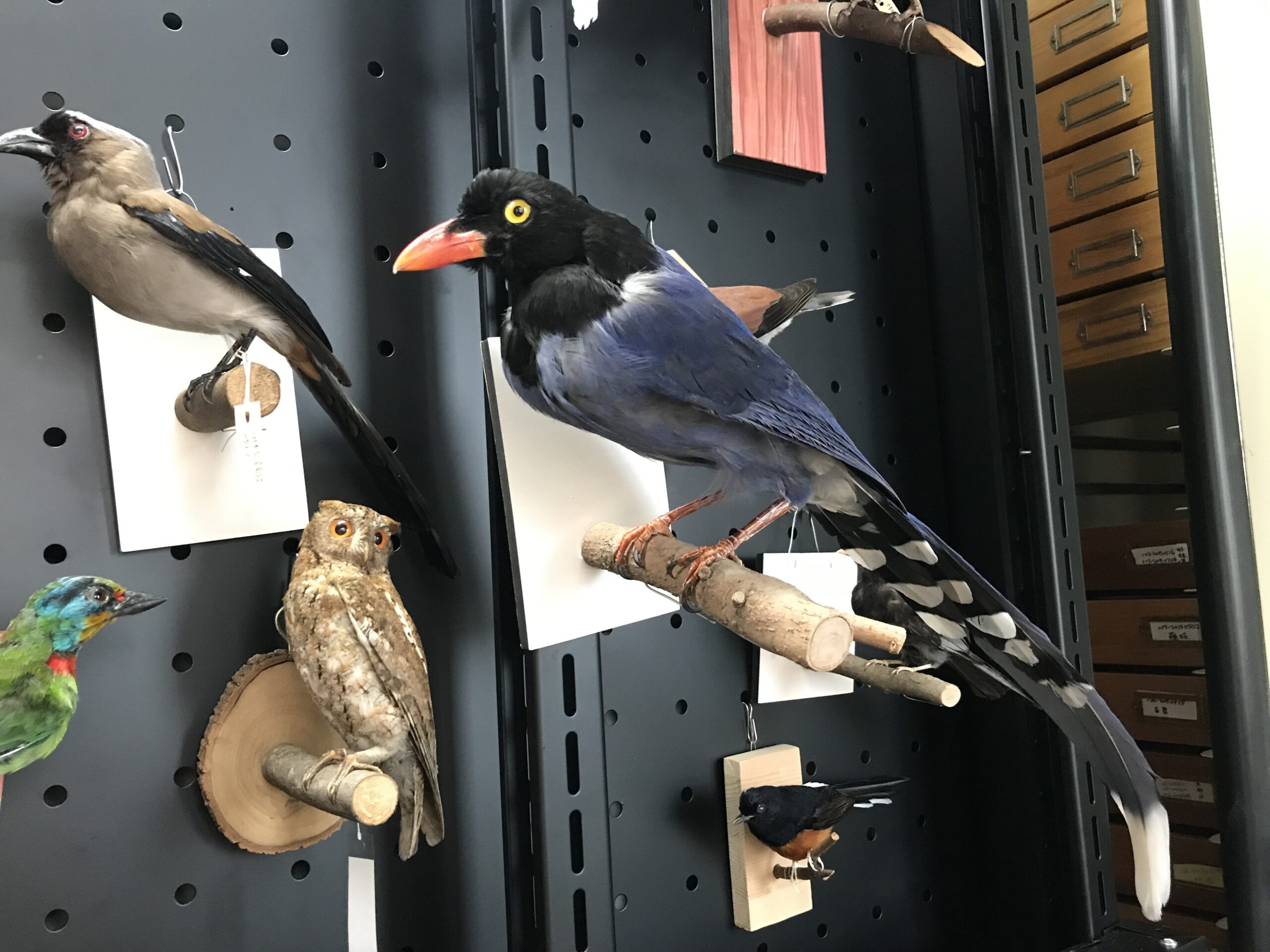 臺灣藍鵲標本 圖｜生物多樣性研究博物館動物標本館
