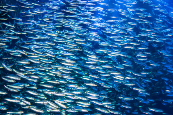 秘魯涼流漁場盛產鯷魚，至今仍被視為世界上數量最多、年產量最豐富的魚種。圖｜iStock