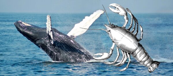 「神蝦押巨魚」傳說，可能是古人誤將鯨魚的鰭看成蝦子的大螯。 圖｜研之有物（資料來源｜Unsplash、Pixabay）