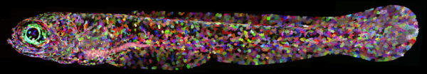 陳振輝以斑馬魚作為實驗材料，基因改造後讓不同細胞被標記上不同顏色，使得不同細胞的動態行為，能夠被清晰地分辨和追蹤。圖片這隻為斑馬魚的仔魚，年齡為受精之後第 8 天。（按右鍵另開圖片可放大檢視） 圖│陳潔盈、陳振輝
