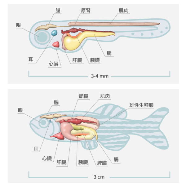 圖片為斑馬魚的仔魚（上圖）和成魚（下圖）的透視圖，仔魚年齡為受精之後第 3～21 天。斑馬魚當實驗材料的優點是：容易繁殖，生長週期不長，體積小，容易操作；更重要的是魚體扁平，容易拍攝大面積、高解析度的細胞影像。