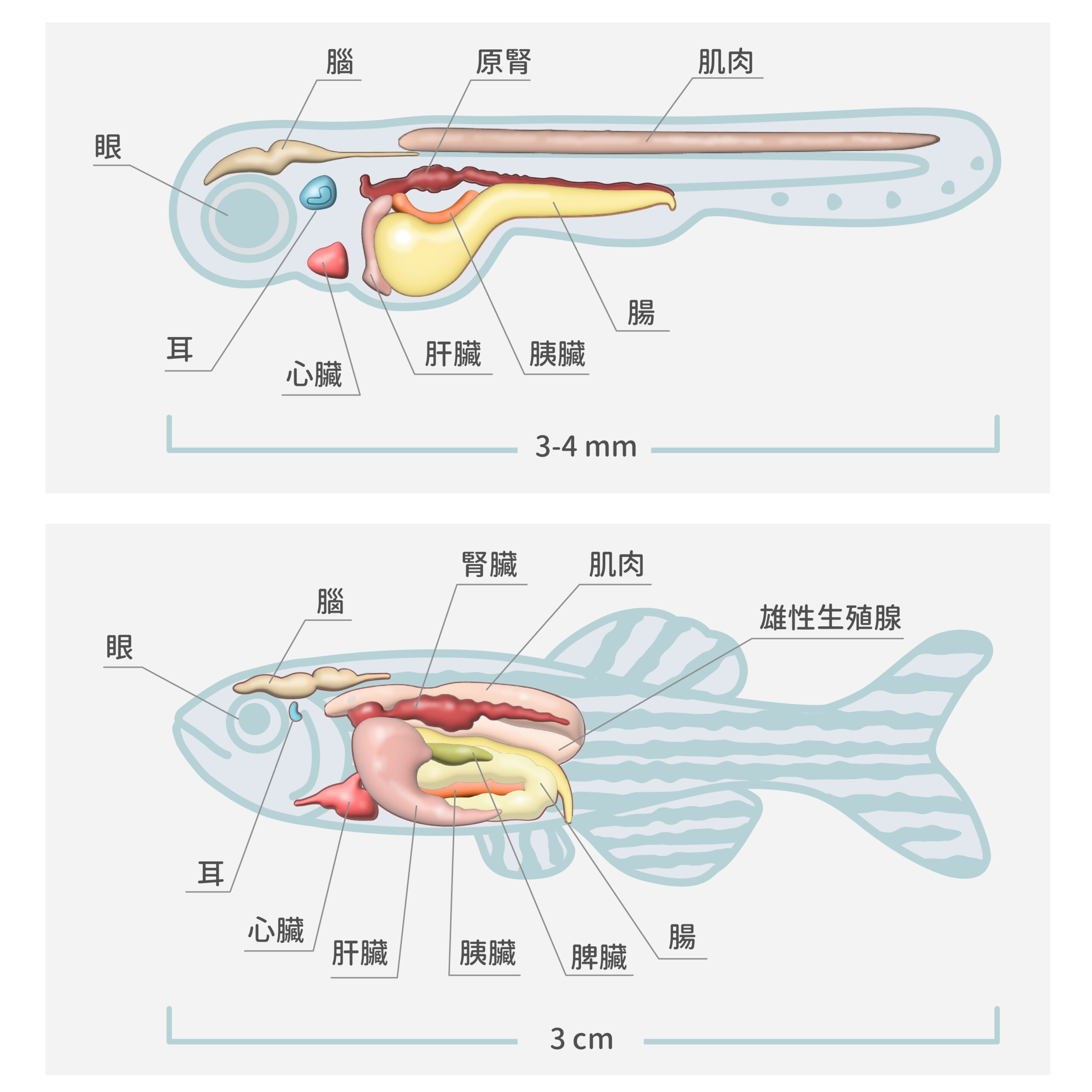 圖片為斑馬魚的仔魚（上圖）和成魚（下圖）的透視圖，仔魚年齡為受精之後第 3～21 天。斑馬魚當實驗材料的優點是：容易繁殖，生長週期不長，體積小，容易操作；更重要的是魚體扁平，容易拍攝大面積、高解析度的細胞影像。圖│研之有物（資料來源｜J Clin Invest.）
