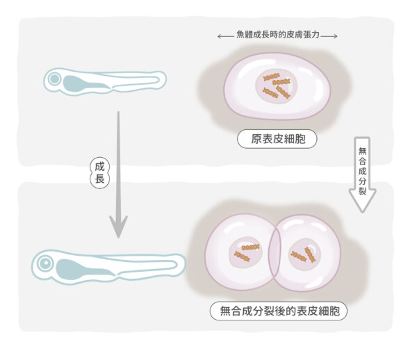 斑馬魚的仔魚從受精卵孵化之後的第 8 天到第 21 天，表皮細胞會發生無合成分裂，陳振輝團隊推測此一分裂現象與身體表面積的快速延展息息相關。 圖│研之有物（資料來源｜Nature）