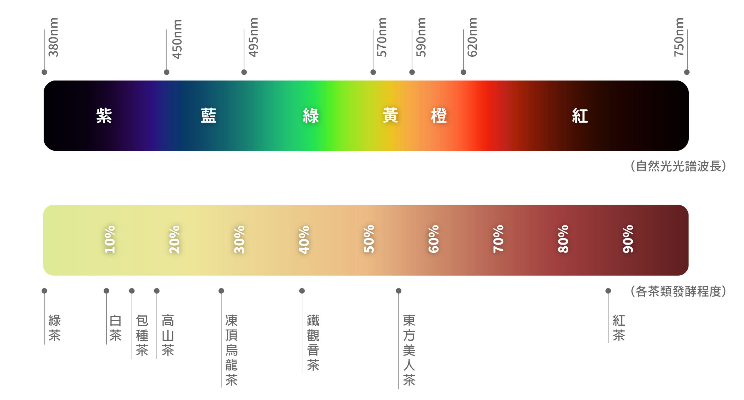 「光線波長與顏色分類」及「茶葉發酵度與茶品分類」對照圖 圖｜中央研究院民族學研究所博物館