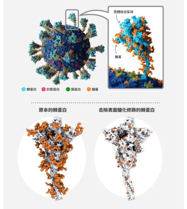 新冠病毒（SARS-CoV-2）的棘蛋白上面有醣化修飾（標示為橘色），醣基包裹的位置不太容易突變，因此去除表面的醣化修飾之後，可以進一步製成廣效疫苗。 圖│研之有物（資料來源｜翁啟惠、中研院基因體中心）