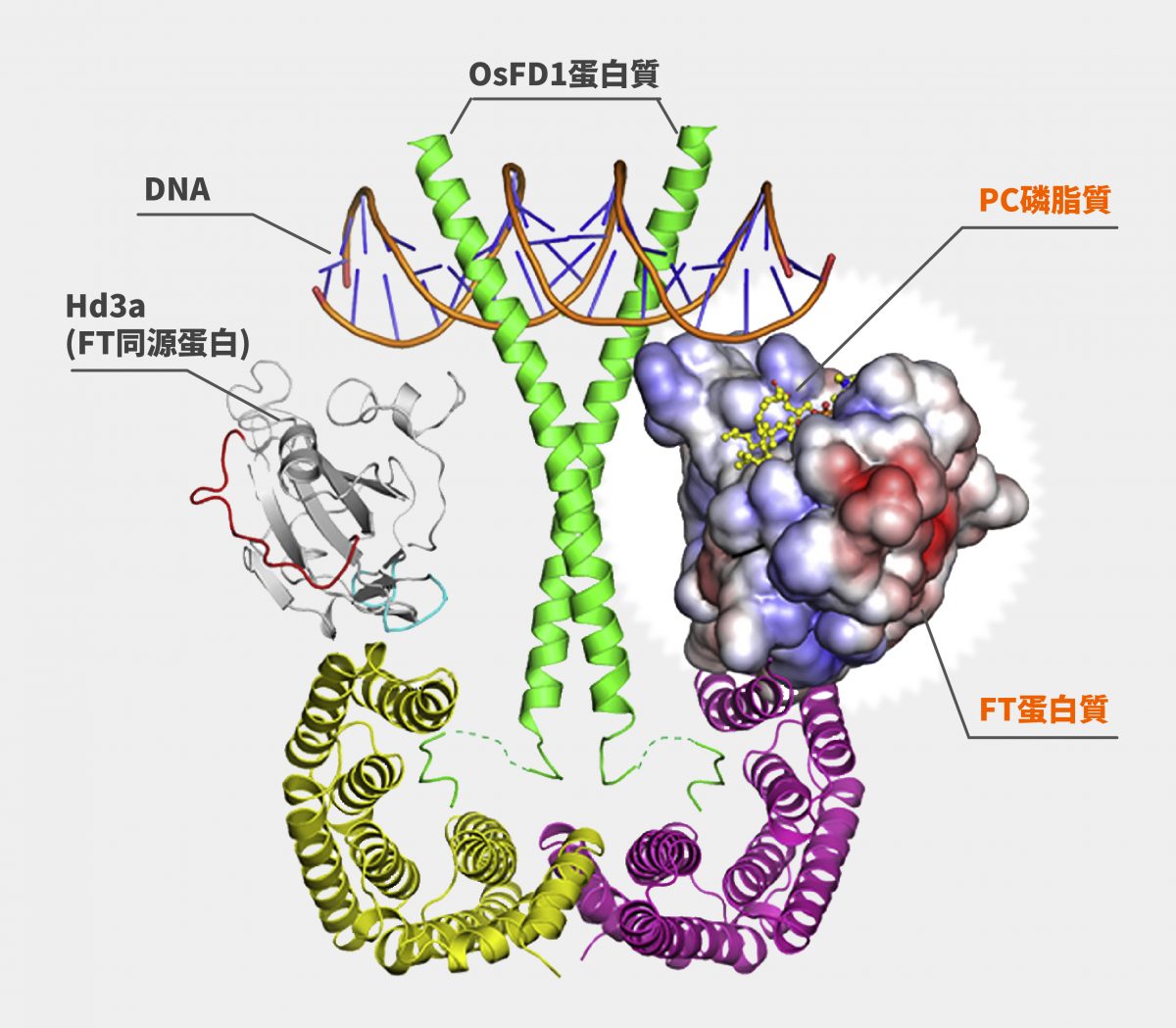 電腦模擬 FT 蛋白質和 PC 磷脂質結合的「開花素活化複合體」3D 結構。 資料來源│iScience 