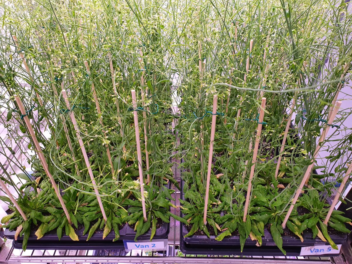 中村友輝團隊研究磷脂質如何影響植物開花的機制，採用模式生物阿拉伯芥作為研究對象。 圖│研之有物 