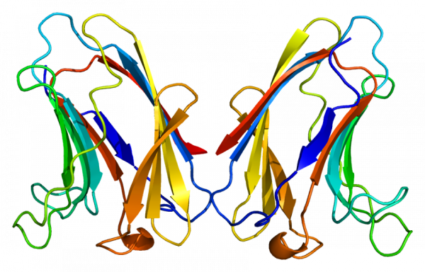 半乳糖凝集素-7 的蛋白質結構。劉扶東院士發現半乳糖凝集素-7 具有抑制「角質形成細胞」增生的功能。 圖｜Wikipedia