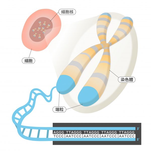 端粒（telomere）是真核生物染色體末端的特殊結構，由一段重複的相同序列 DNA 與許多蛋白質組成。以人類來說，端粒的重複 DNA 序列是「TTAGGG／CCCTAA」 圖｜研之有物（資料來源：Labster）