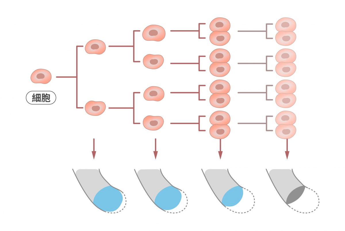 正常細胞每經過一次細胞分裂，染色體的端粒就會縮短數十到數百個鹼基，因此隨著分裂次數越多，端粒就會越來越短，直到失去保護染色體的功能。 圖｜研之有物（資料來源：Labster）