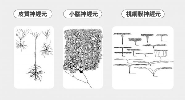 示意圖，顯示神經元有不同構造，由左而右為：皮質神經元（Cortex）、小腦神經元（Cerebellum）以及視網膜神經元（Retina）。圖中神經元類型屬於投射神經元，軸突訊號將發送到細胞體之外，把訊息「投射」到遠處的神經元。 圖｜Current Biology