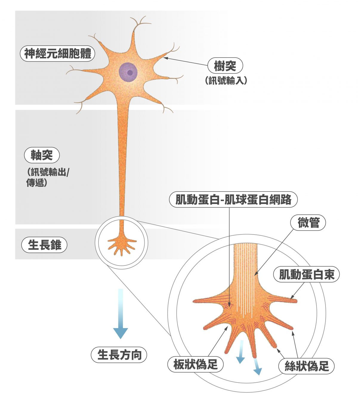 神經元的生長錐結構示意圖。 圖｜研之有物（資料來源｜程淮榮）
