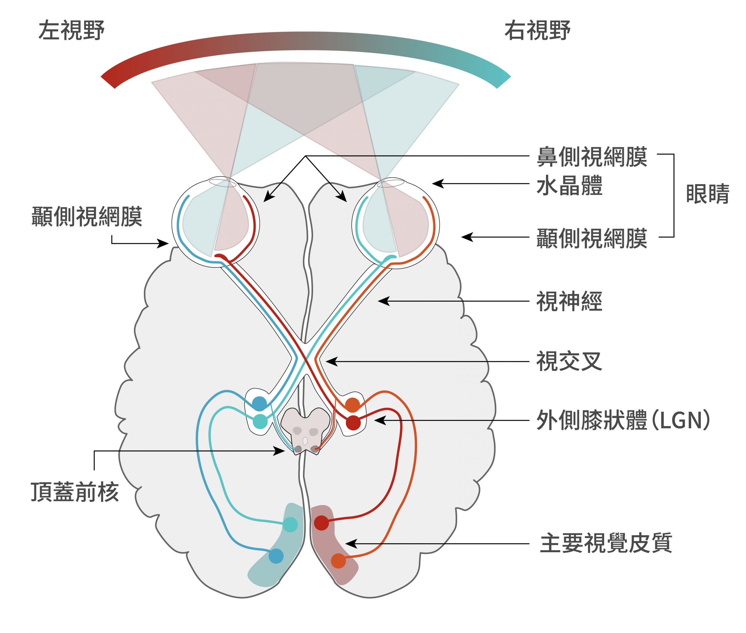 視覺神經與大腦對應區域的拓撲圖（Topographic map）。 圖｜Wikipedia（CC BY-SA 4.0）