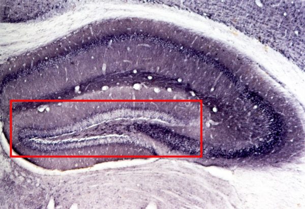 老鼠海馬體橫切面上的齒狀回結構，如紅框標示，齒狀回區域在老鼠成年之後依然會長出新的神經元。 圖｜Wikipedia