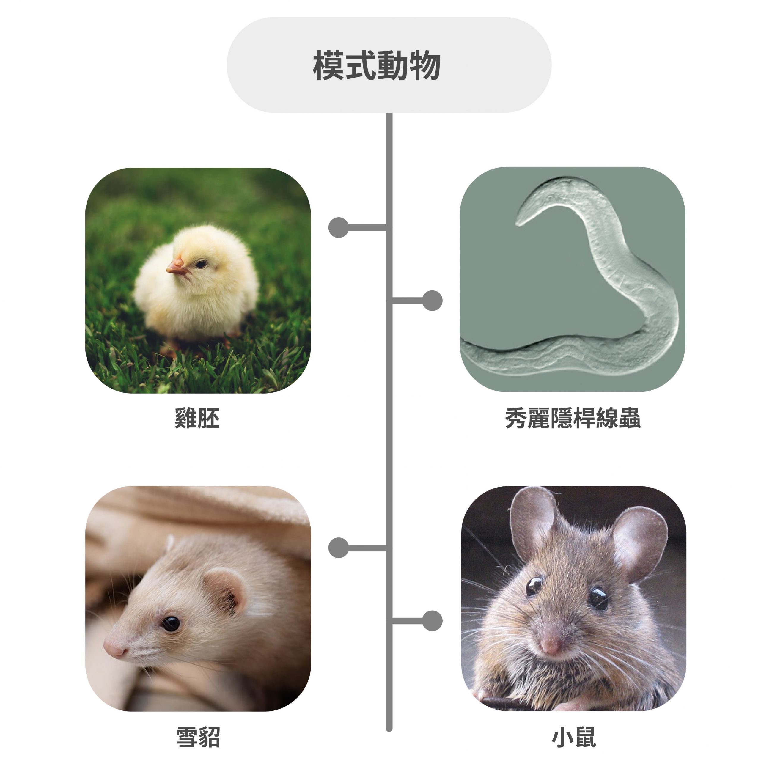 程淮榮團隊使用過的模式動物有：雞胚、線蟲、雪貂、小鼠。 圖｜研之有物（資料來源｜Wikipedia、Unplash）
