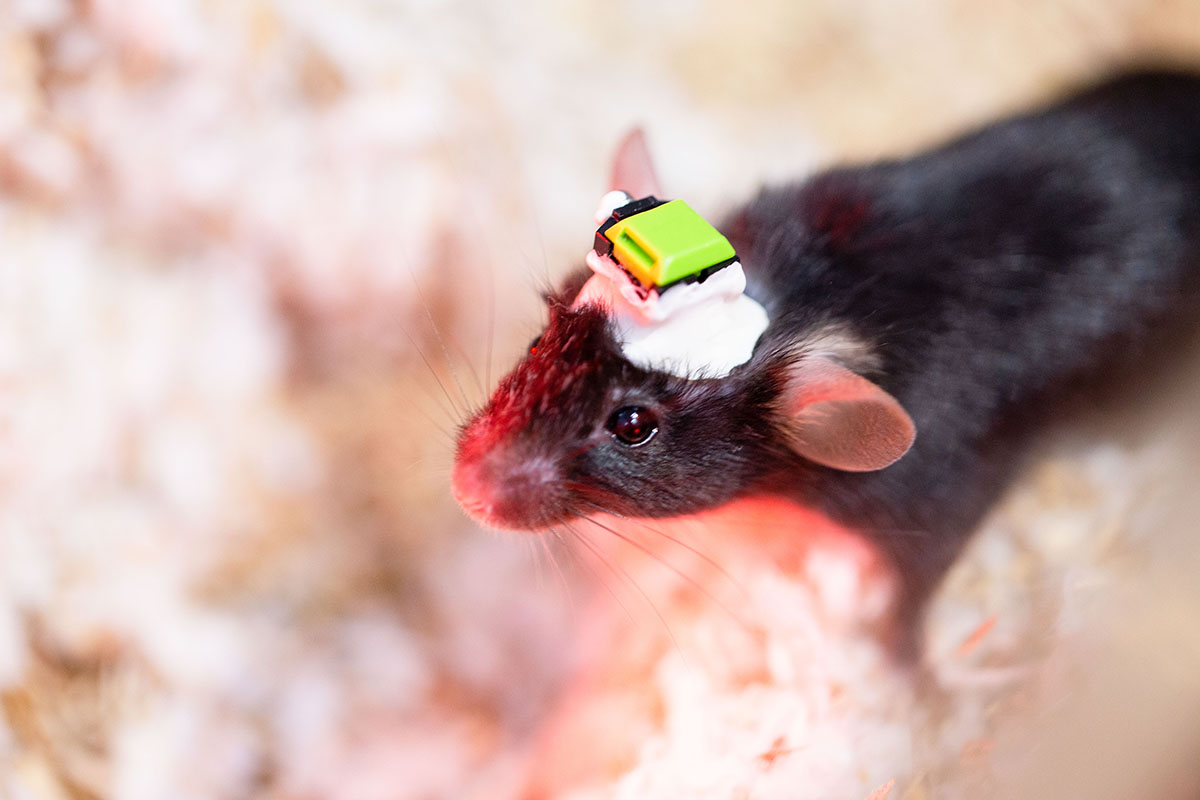 程淮榮實驗室的小鼠，腦部已連上可輸出訊號的介面。 圖｜研之有物