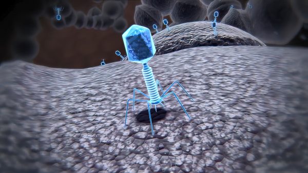 Bacteriophages, also known as phages, are viruses that specifically infect and parasitize bacteria. They are composed of nucleic acid and proteins, and have a shape resembling a needle with a polygon.Source｜iStock