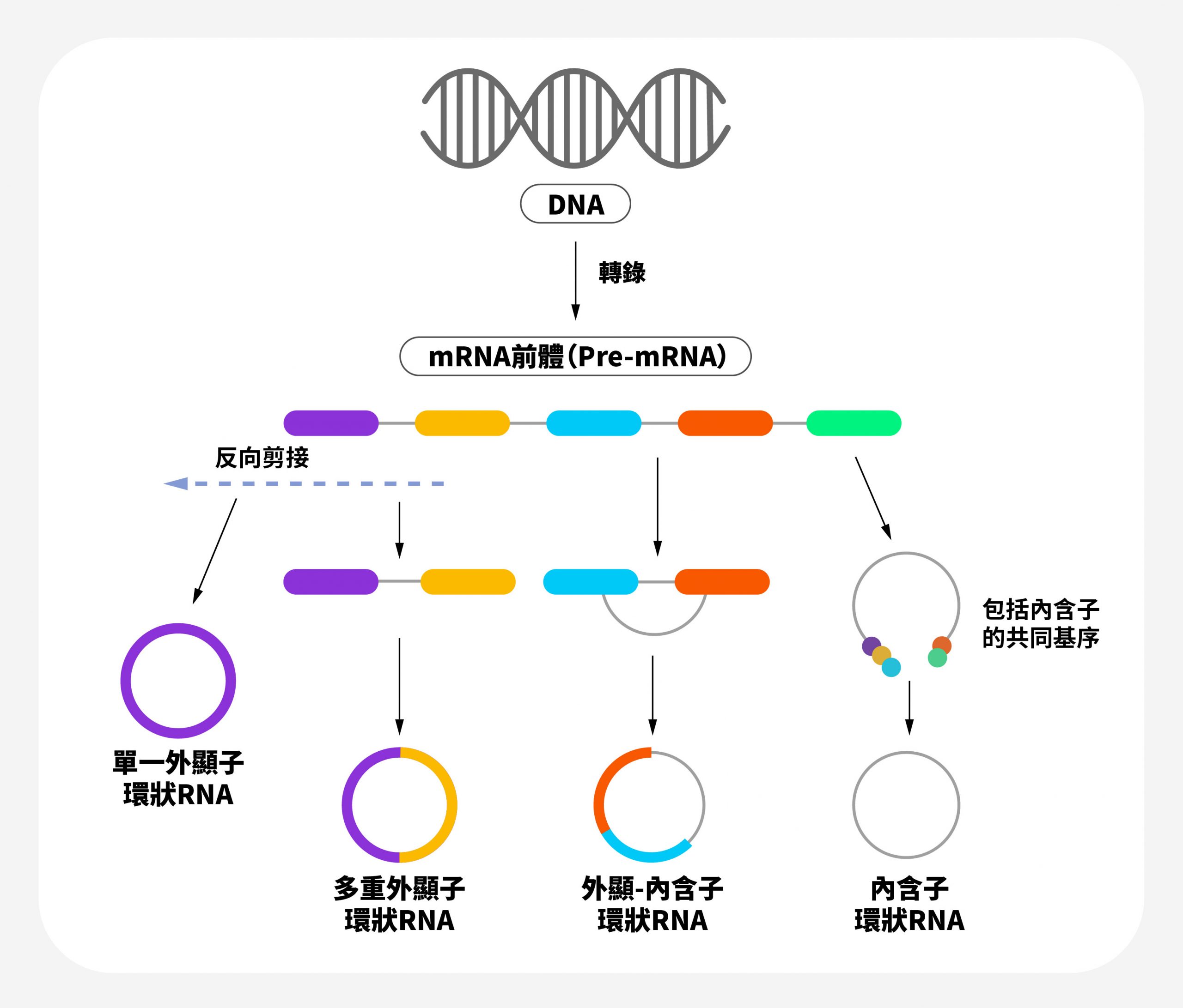 長鍊非編碼 RNA（lncRNA）是Pre-mRNA選擇性剪接的產物，根據不同的生成方式，產生各種類型的環狀RNA。 圖｜研之有物（資料來源｜International Journal of Oncology）