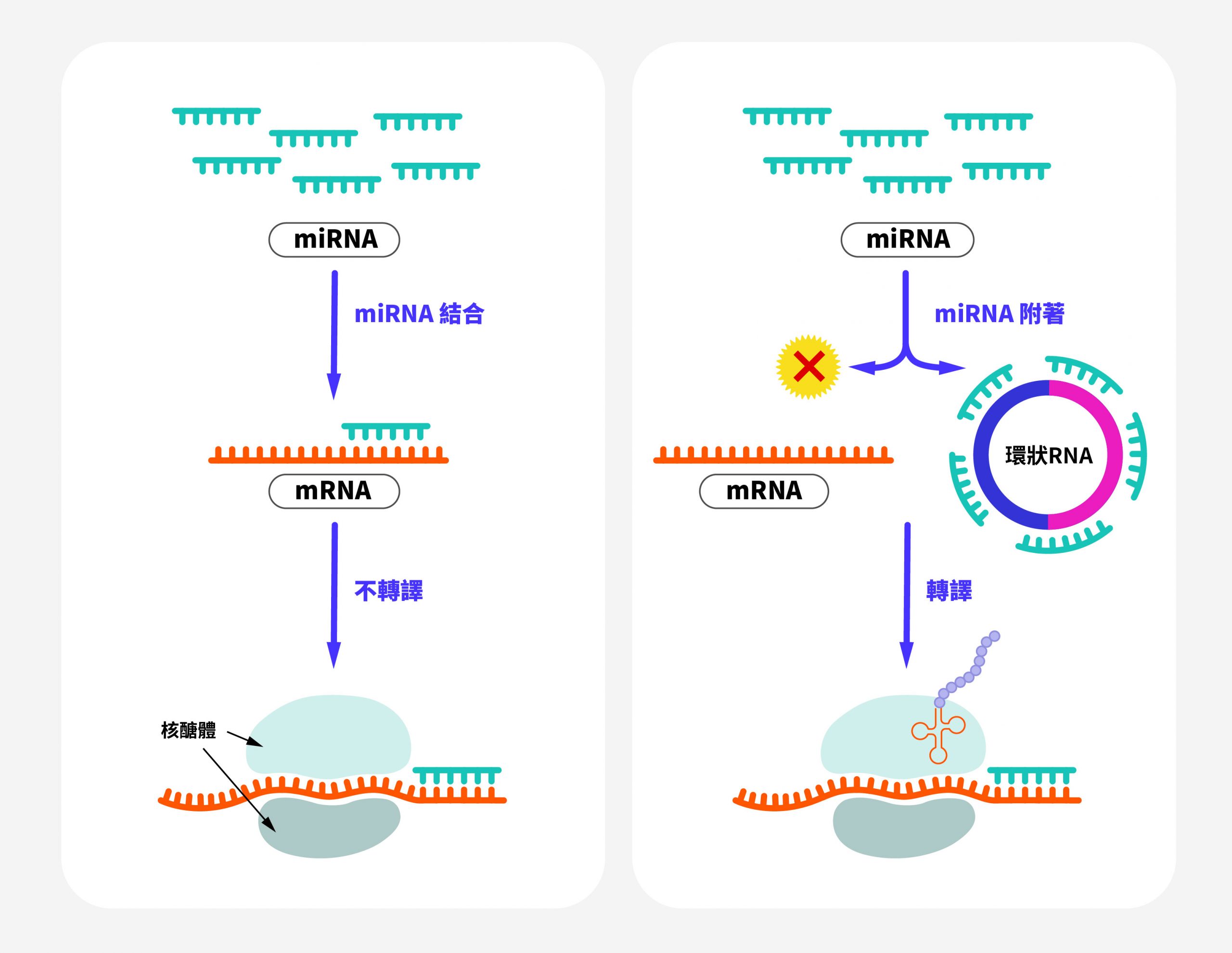 左圖是 miRNA 抑制 mRNA 轉譯的一般流程。右圖是環狀 RNA 像海綿一樣吸附 miRNA，讓 miRNA 原本抑制 mRNA 轉譯的「剎車」功能失去作用。因此環狀 RNA 透過直接影響 miRNA，就能間接參與調控其他的下游基因。 圖｜研之有物（資料來源｜Frontiers in Cardiovascular Medicine）