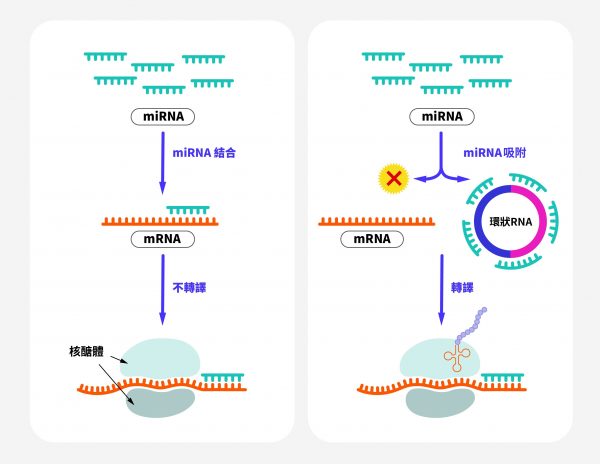 左圖是 miRNA 抑制 mRNA 轉譯的一般流程。右圖是環狀 RNA 像海綿一樣吸附 miRNA，讓 miRNA 原本抑制 mRNA 轉譯的「剎車」功能失去作用。因此環狀 RNA 透過直接影響 miRNA，就能間接參與調控其他的下游基因。 圖｜研之有物（資料來源｜Frontiers in Cardiovascular Medicine）