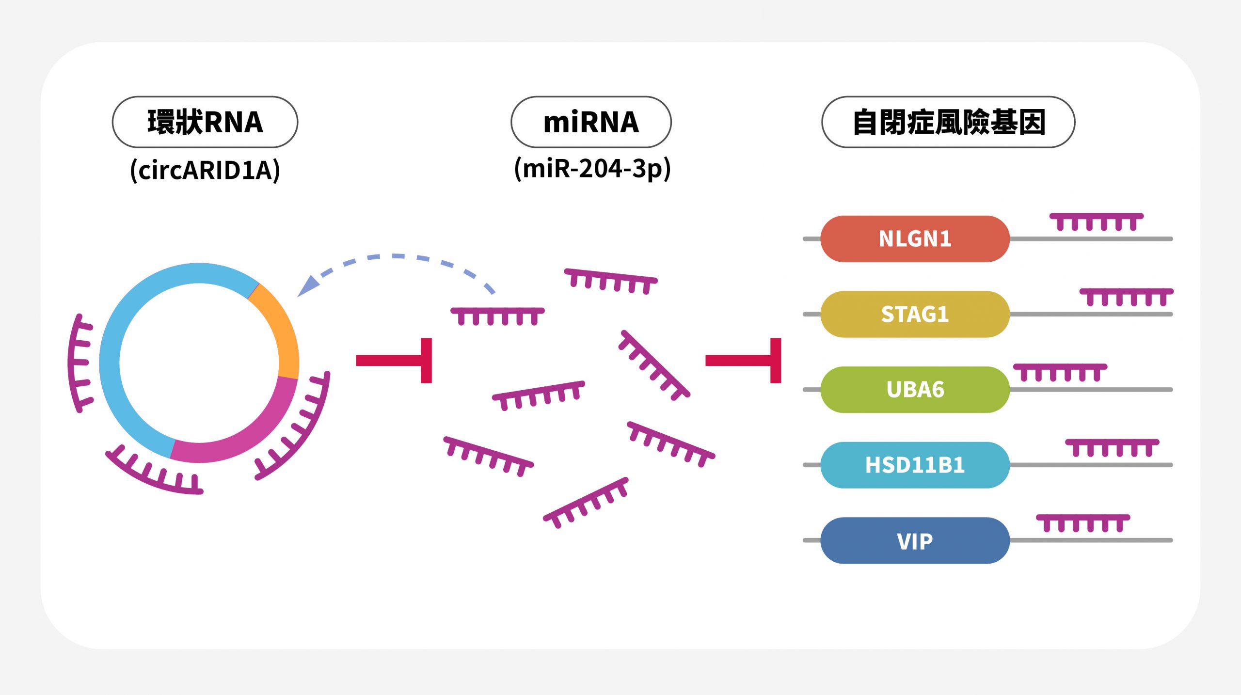 環狀 RNA 會取消原本 miRNA 抑制 mRNA 轉譯的「煞車功能」，進而影響自閉症風險基因的表現。 圖｜研之有物（資料來源｜中研院基因體研究中心）