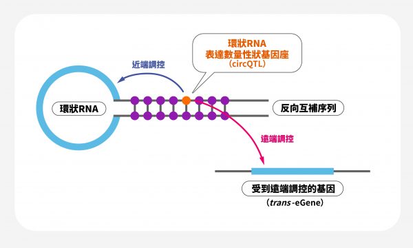 如圖顯示，環狀RNA表達數量性狀基因座（circQTL）近端調控了環狀 RNA，遠端調控其他基因。莊樹諄的想法是，某些基因被遠端調控的過程，是否有環狀 RNA 的參與？ 圖｜研之有物（資料來源｜Molecular Psychiatry）