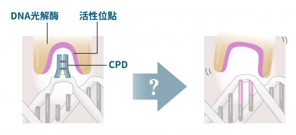 上方示意圖表示DNA光解酶的活性位點與DNA損傷結構CPD結合，過程中酵素如何修復打結的DNA？蔡明道與國際團隊運用XFEL與酵素生物學解密。圖｜研之有物（資料來源｜Science）