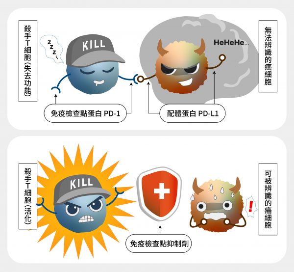 當癌細胞的 PD-L1 蛋白與 T 細胞的 PD-1 結合，T 細胞就會「被關機」，無法攻擊癌細胞。阻斷癌細胞和 T 細胞的免疫檢查點蛋白質結合，就是癌症免疫治療路徑的關鍵！ 圖｜研之有物