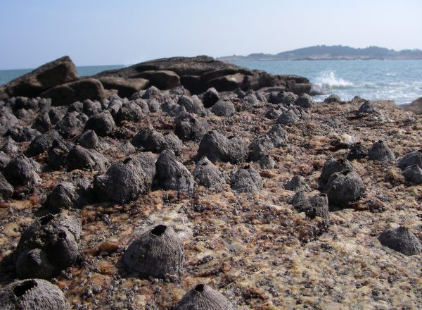 長的像顆小火山的藤壺，稱為笠藤壺。圖片為日本笠藤壺（Tetraclita japonica）。 圖｜陳國勤攝影