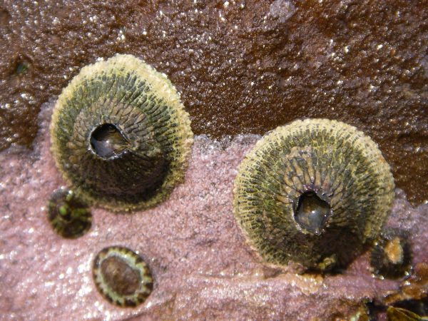 圖為黑潮笠藤壺（Tetraclita kuroshioensis），臺灣海邊常見，有著灰綠色的火山狀外殼，2007 年由陳國勤發現及命名。 圖｜陳國勤攝影